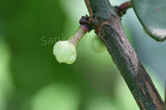 Garcinia xanthochymus